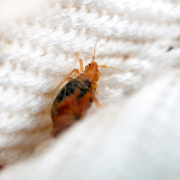 Bed Bug Treatment Methods You Should Know James River Pest Solutions