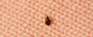 remove bed bugs