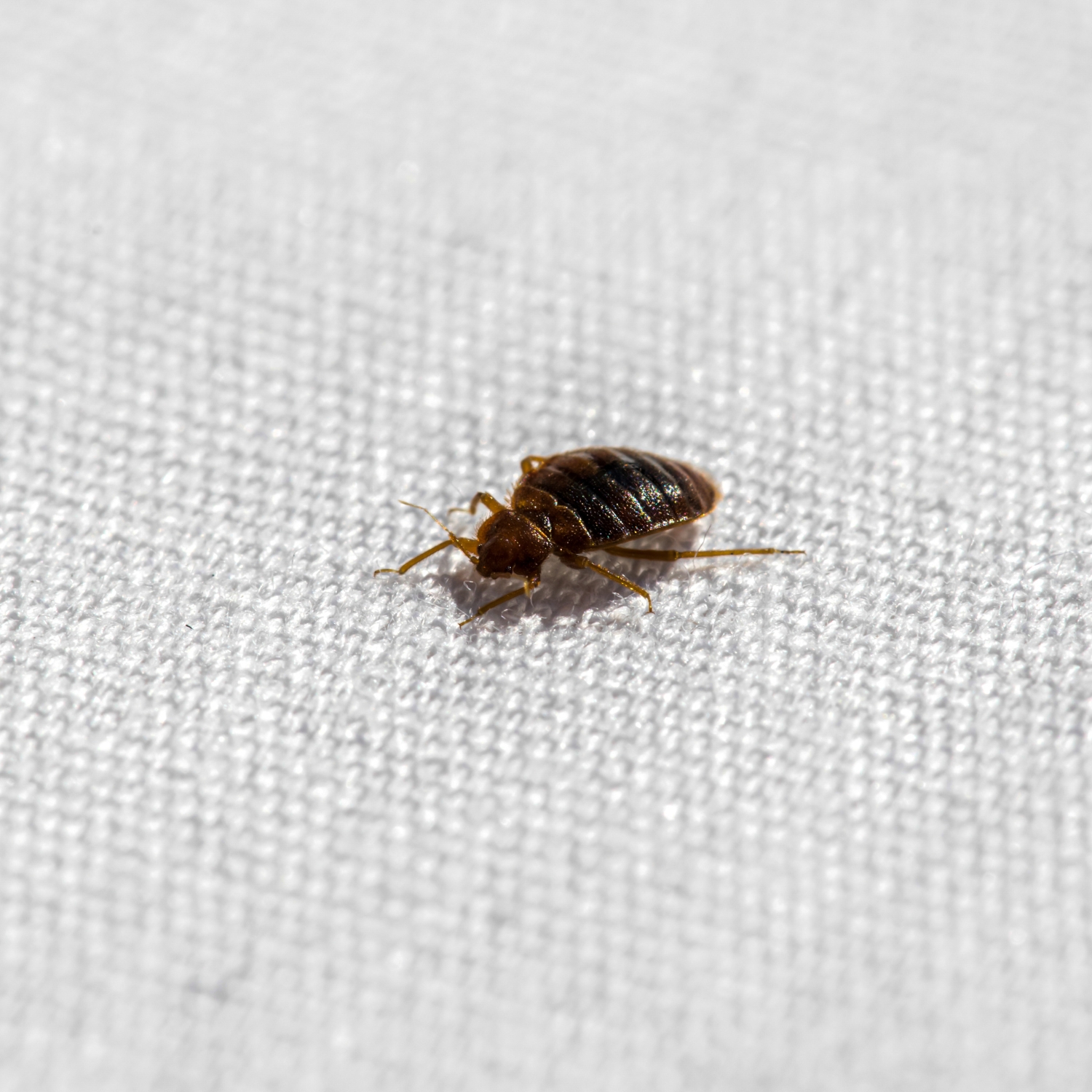 How to Identify and Remove Bed Bugs James River Pest Solutions