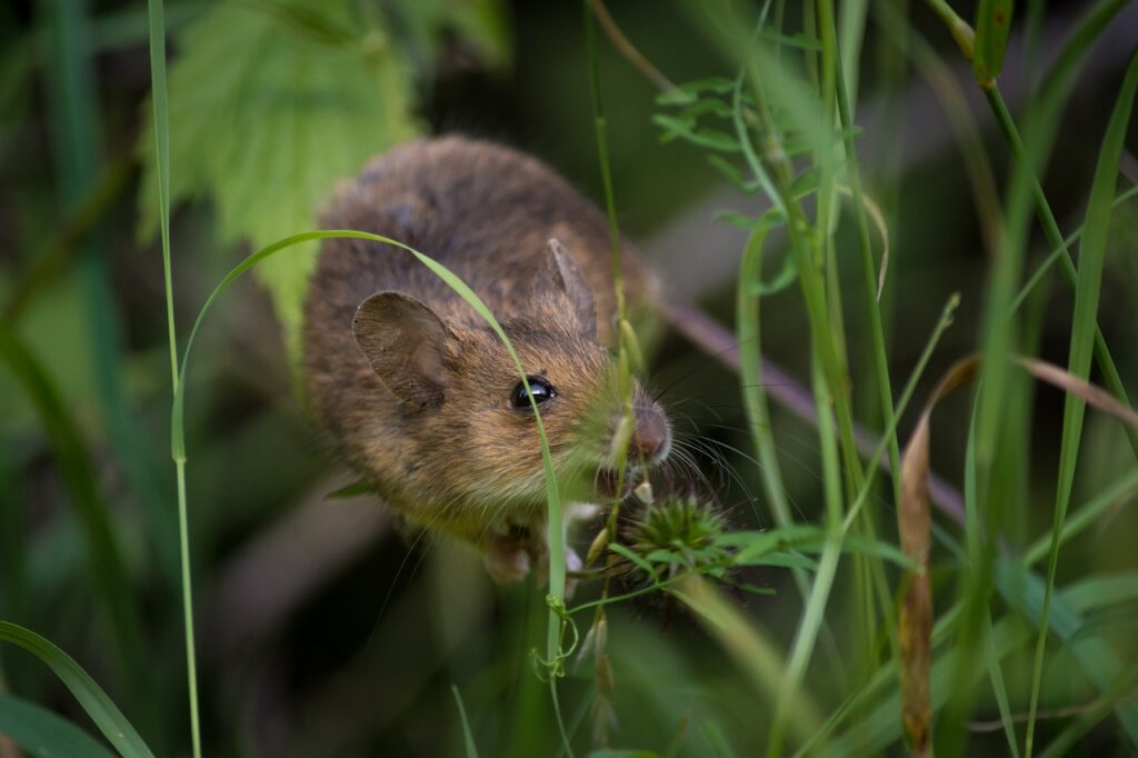 The Rodents of Virginia - James River Pest Solutions