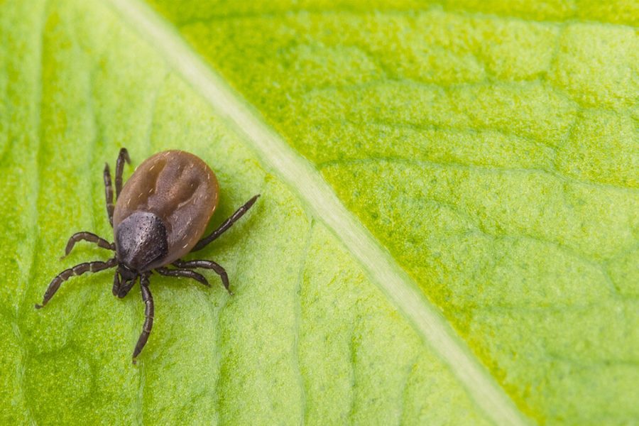 What is the Season for Ticks in Virginia? James River Pest Solutions