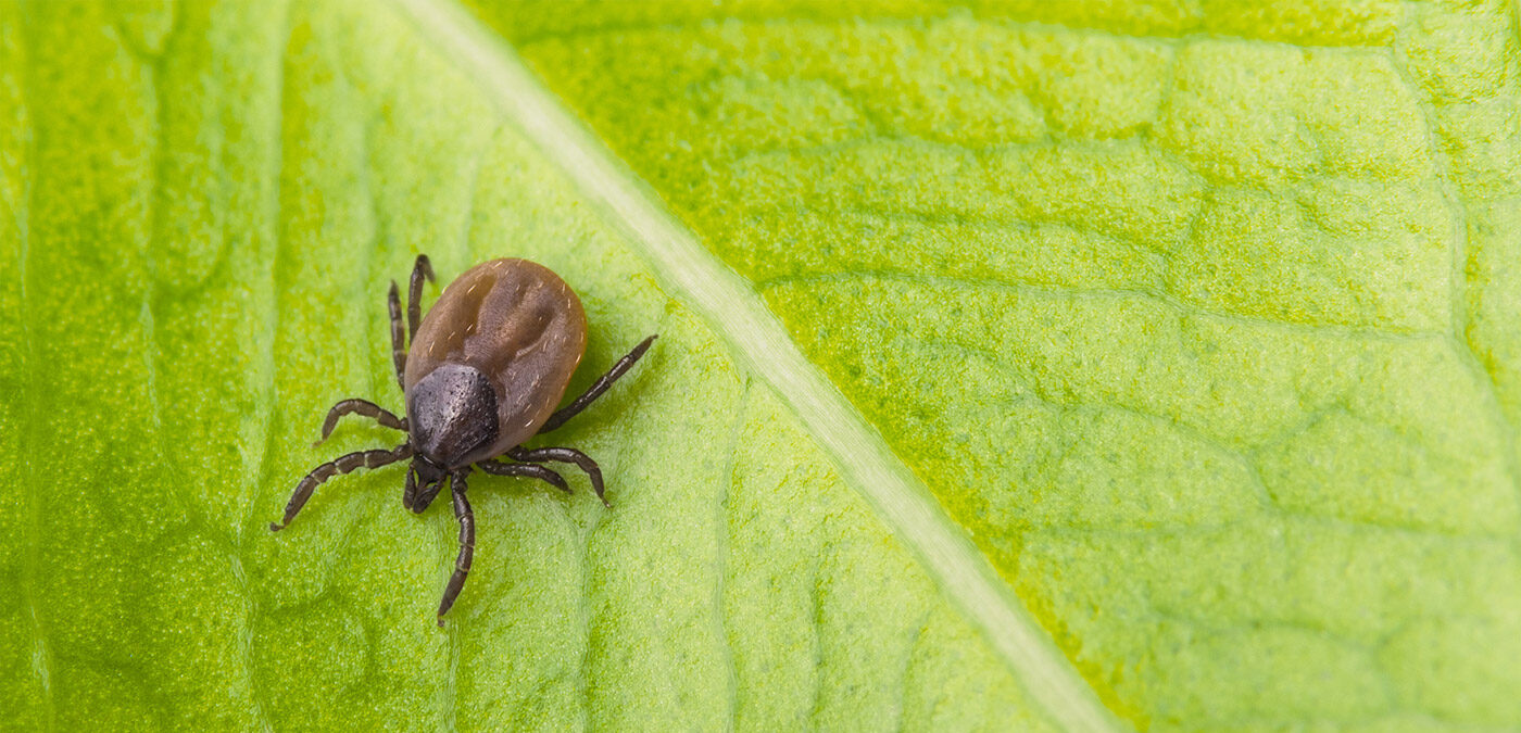 What is the Season for Ticks in Virginia? James River Pest Solutions