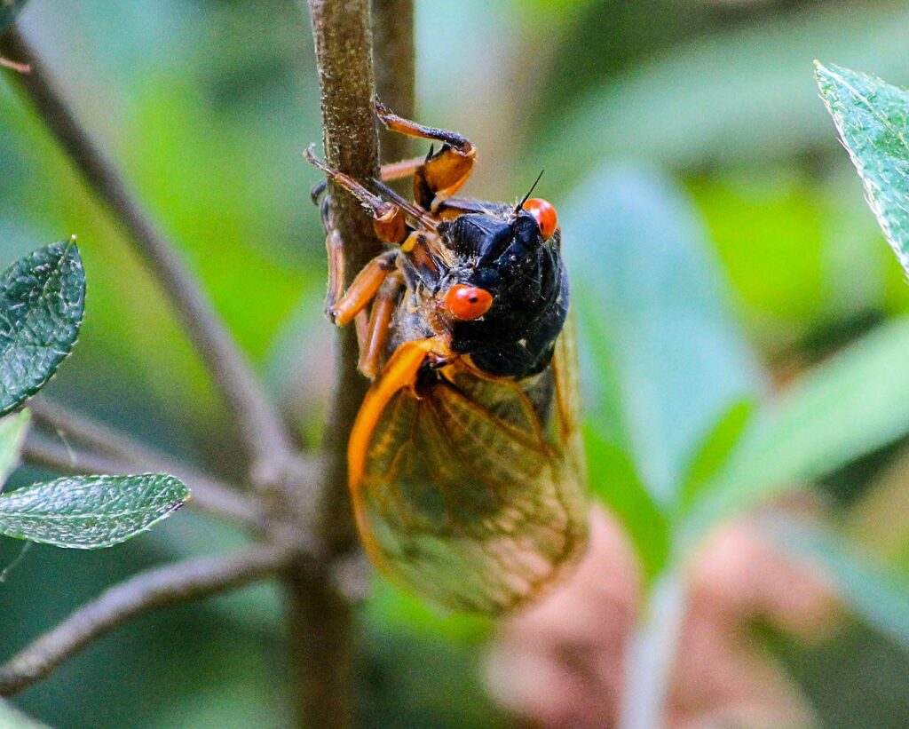 Cicadas