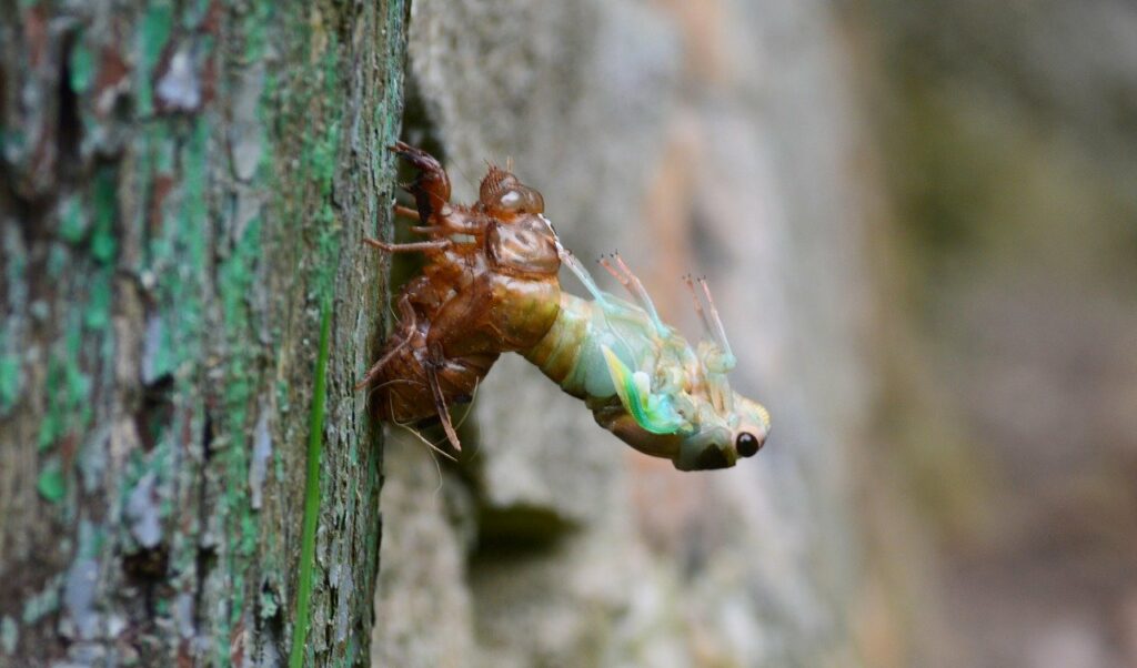 Cicadas molting
