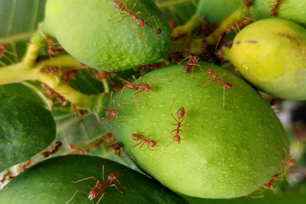 fire ants- keep pests out