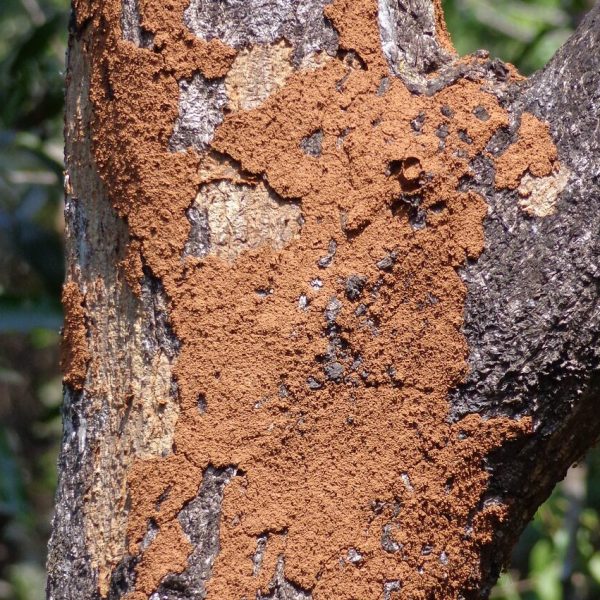 termite mound on a tree