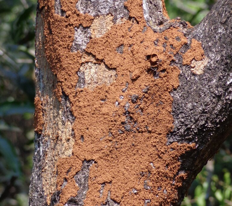 What Termites are in Virginia? - James River Pest Solutions