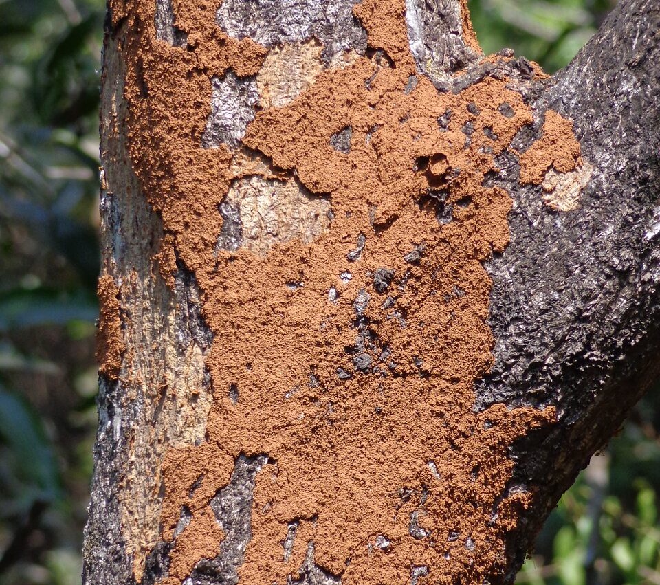 termite mound on a tree