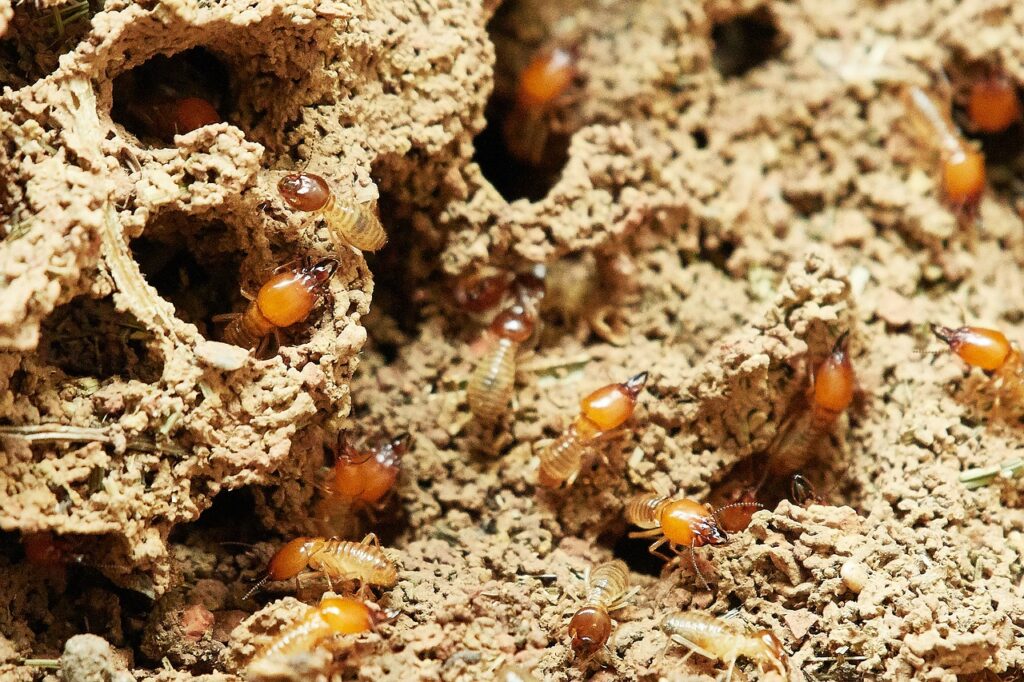 termites in Virginia