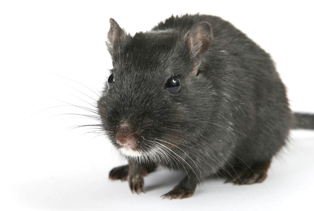 The Rodents of Virginia - James River Pest Solutions