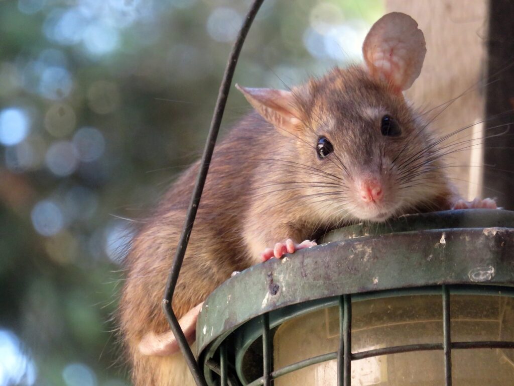 The Rodents of Virginia - James River Pest Solutions