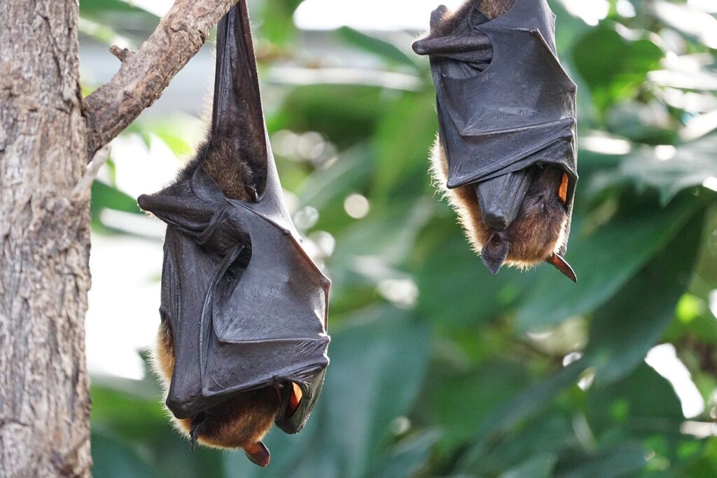 bats