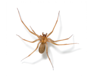 spider season -brown recluse- Spider COntrol