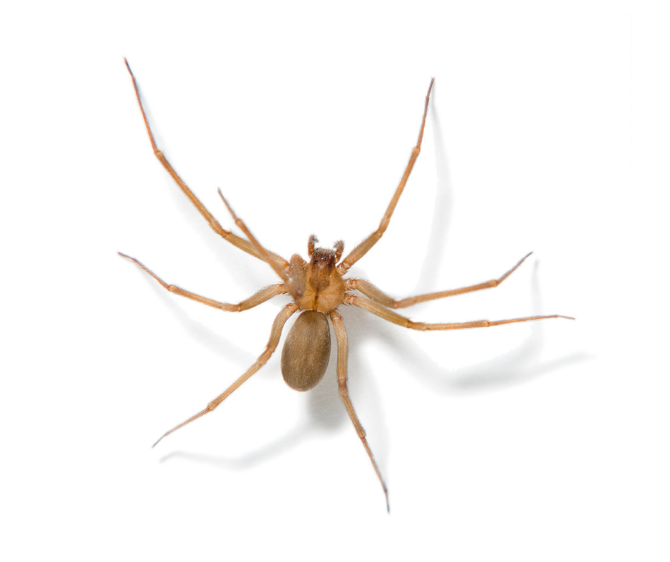 american house spider virginia