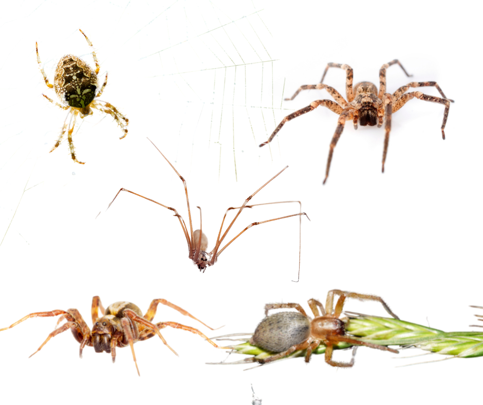 spiders of Virginia