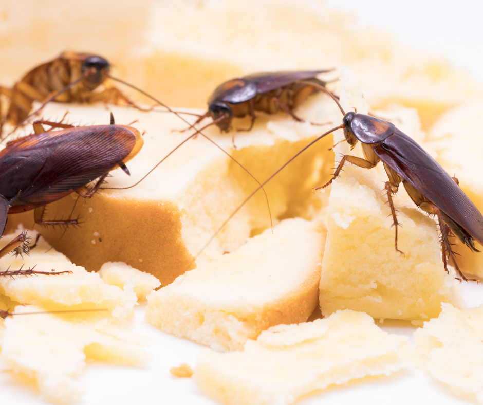 Avoid cockroach season and drive cockroaches out- roaches on cheese.