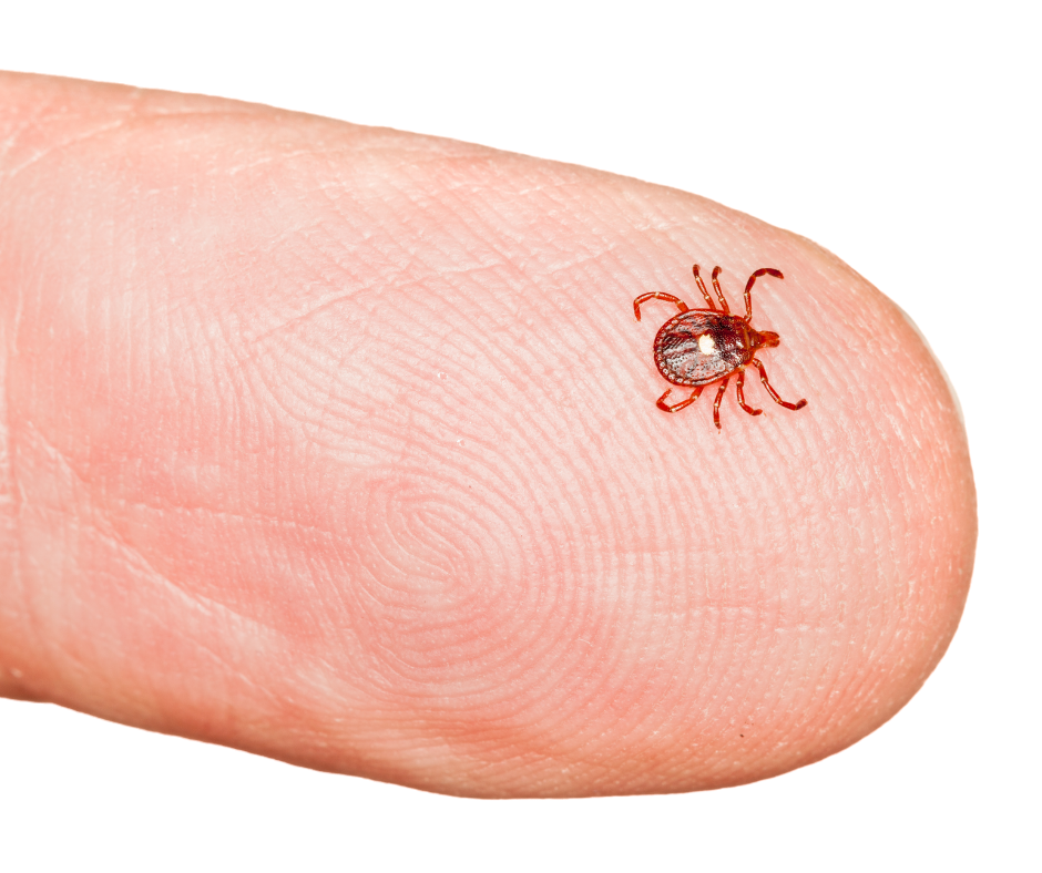 What is the Season for Ticks in Virginia? James River Pest Solutions