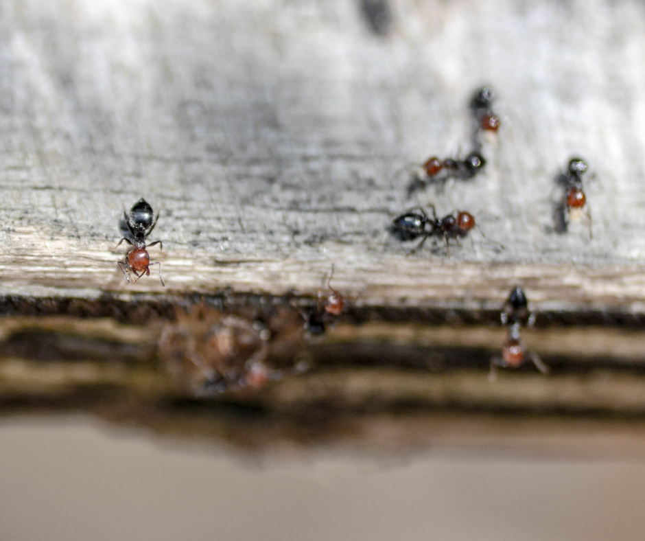 Acrobat Ants