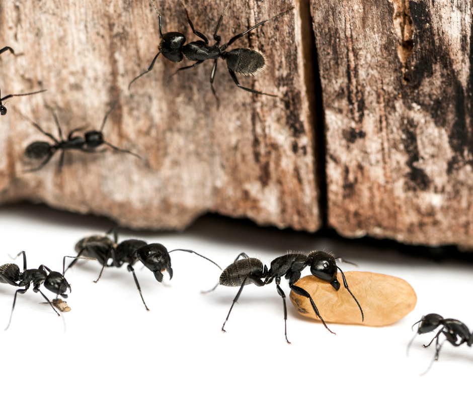 Carpenter Ants