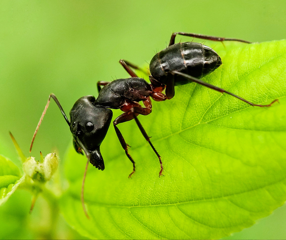 Carpenter Ants