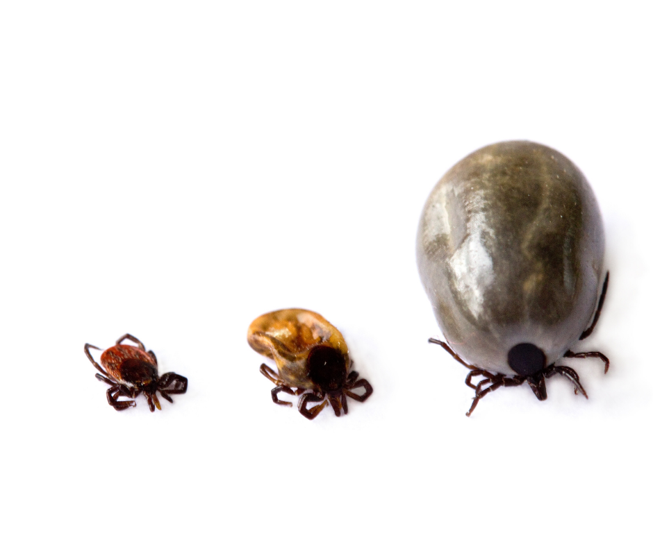 tick stages of engorgement