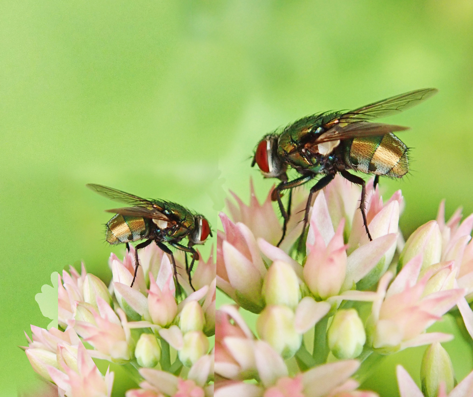 Flies in Your Virginia Home - James River Pest Solutions