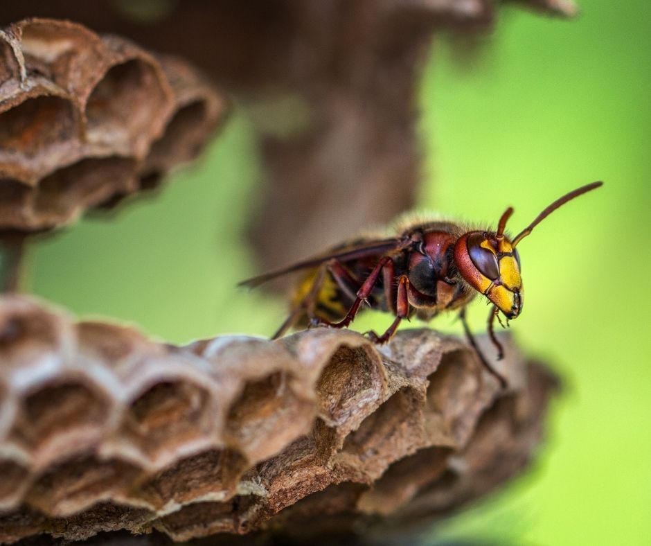 Hornet on a hive