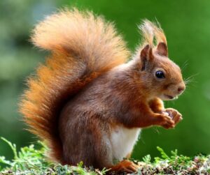 Pet Squirrel pros and cons
