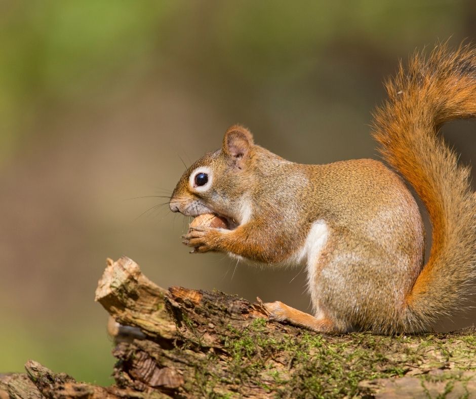 Squirrel makes strange noise in the walls