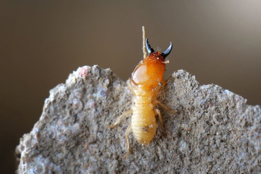 preventing termites: termite on a stone for display