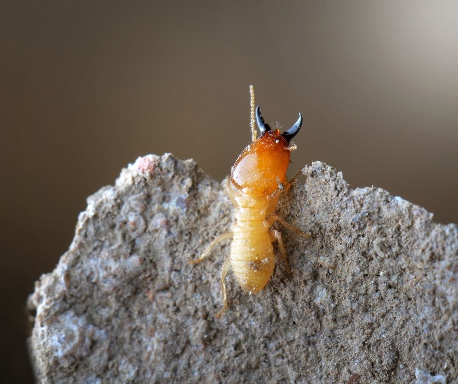 preventing termites: termite on a stone for display