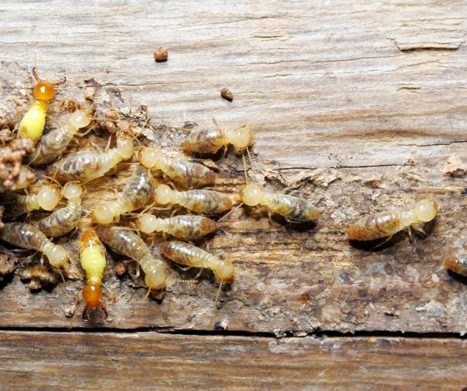 Preventing Termites
