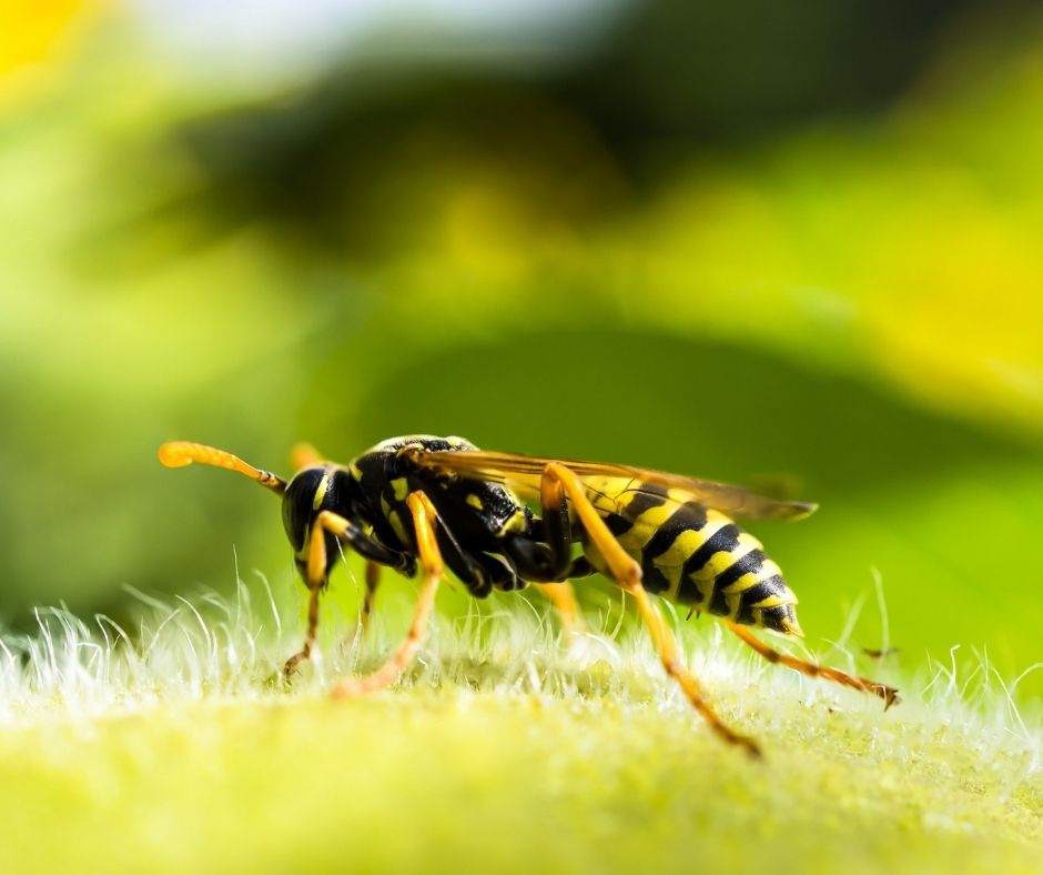 Wasp on a branch