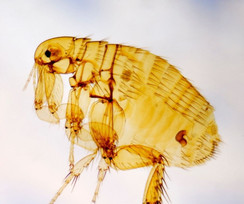 flea under a microscope