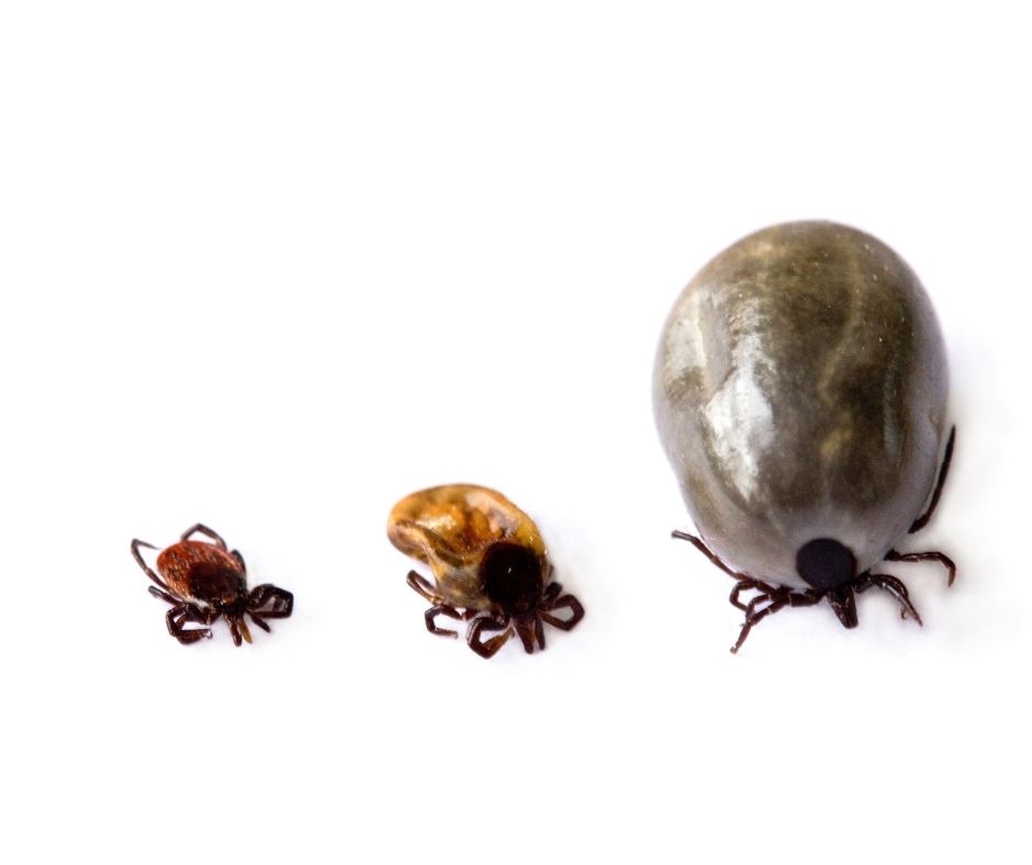 stages of ticks