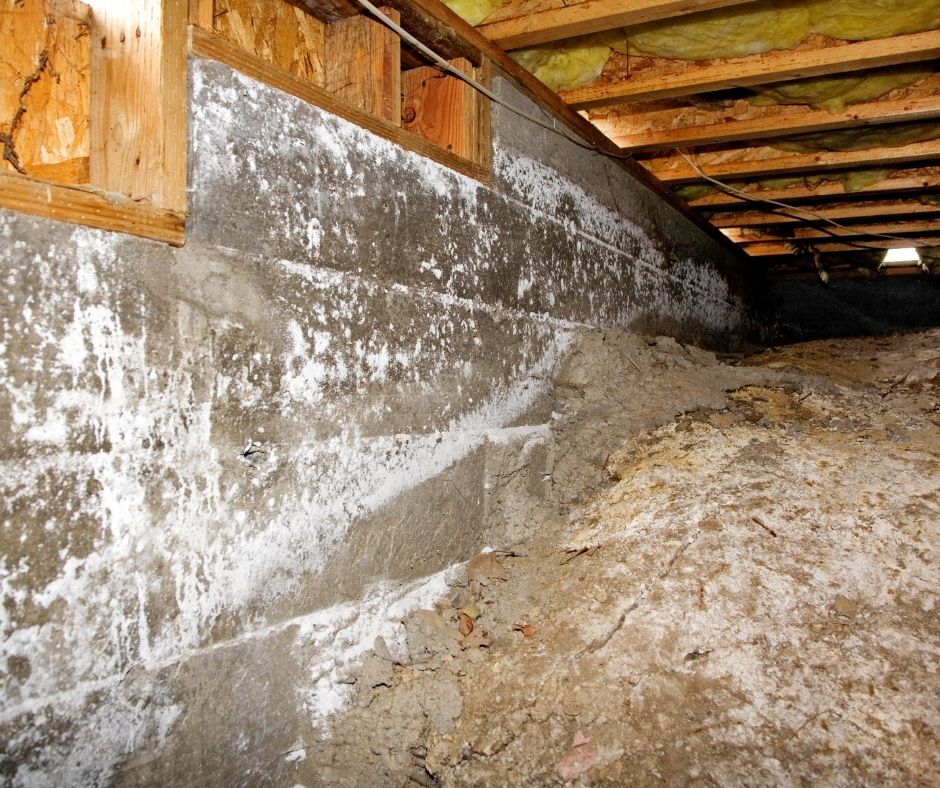 Mold in the crawl space