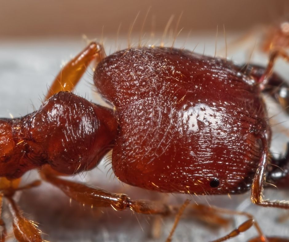 Bigheaded Ant image close up