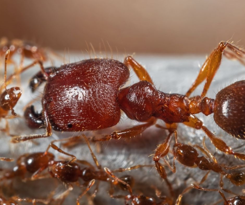 Bigheaded ant image