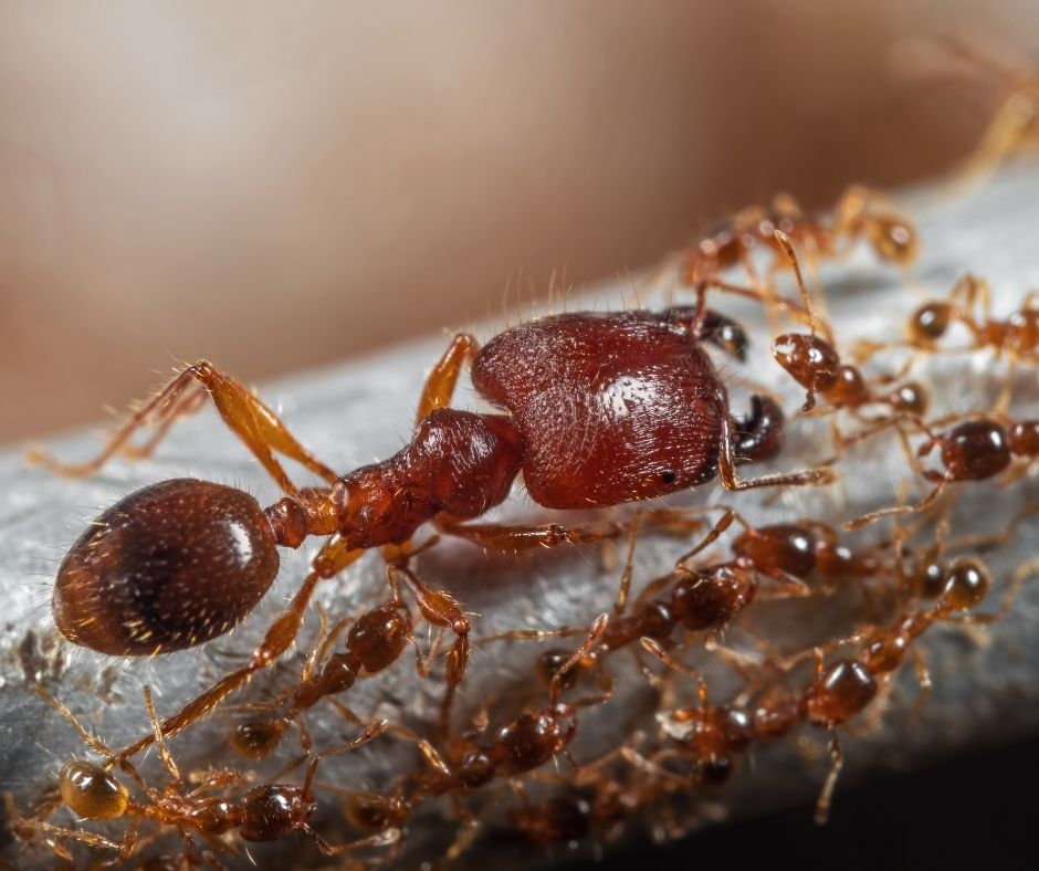 Bigheaded Ant on a branch with other ants