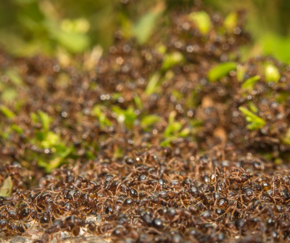 Pavement Ants Swarming the sidewalk from the grass