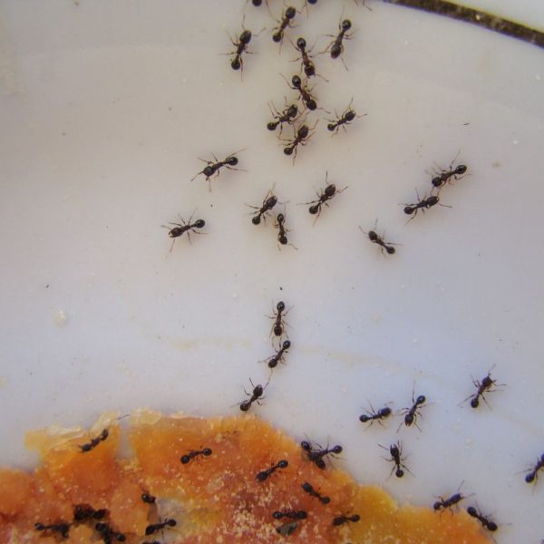 Pavement ants finding a food source