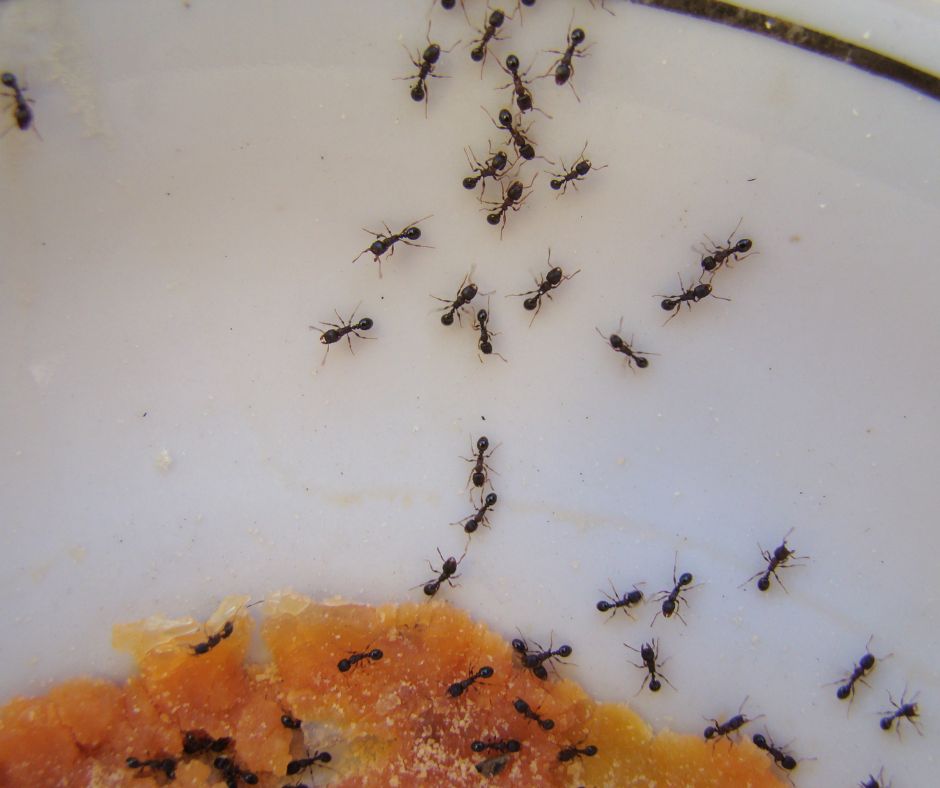 Pavement ants finding a food source