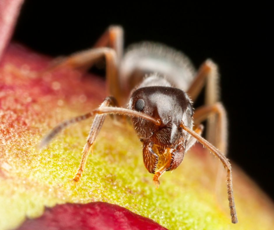 The Pharaoh Ant on a piece of fruit
