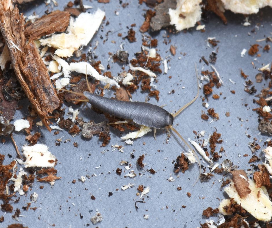 Debris and moisture and a silverfish