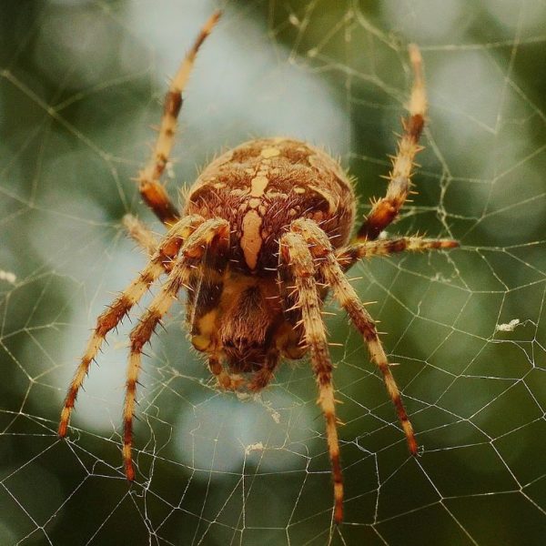 Spider Season - spider on a web