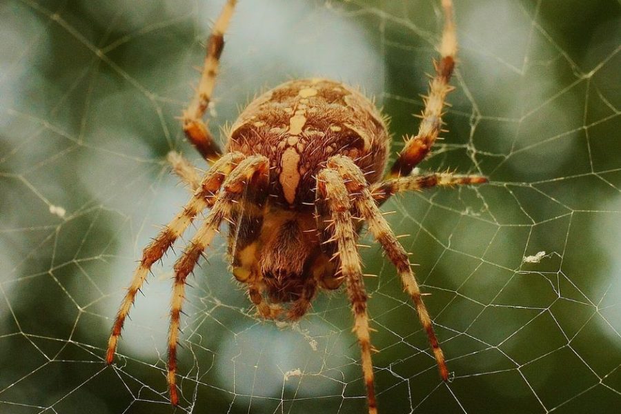 Spider Season - spider on a web