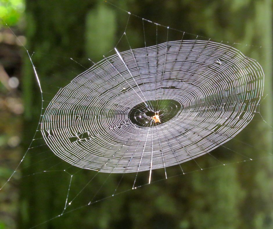 spider web design with spiderat Practices