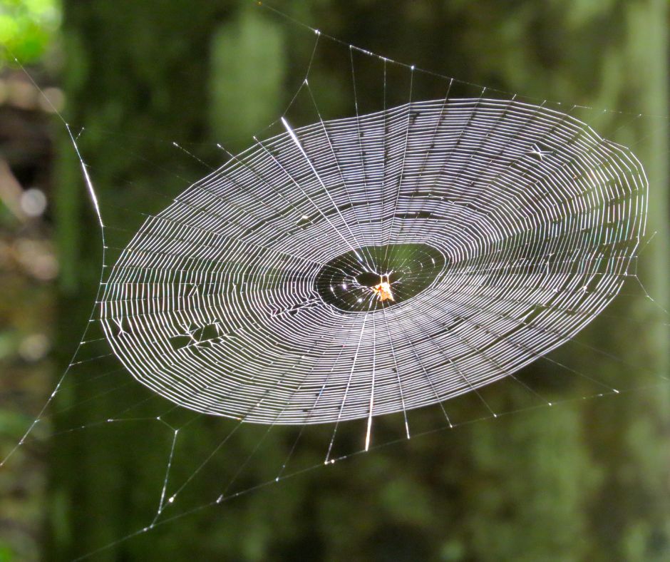 Physicists investigate structural properties of spider webs