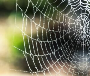 wet spider web design image - featured image
