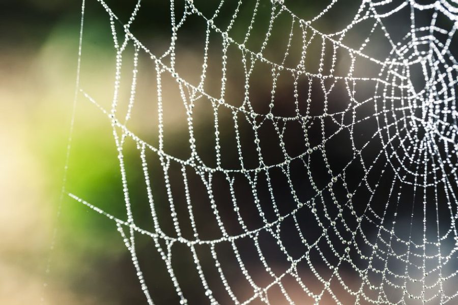wet spider web design image - featured image